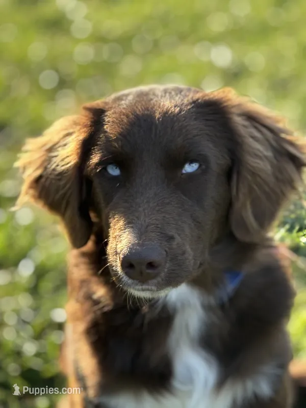 Calypso, a female Australian Shepherd and Golden Retriever for sale in Floyd, VA – 1 of 3