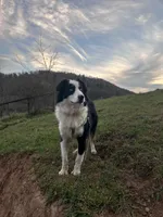 Togo, a male Australian Shepherd for sale in Floyd, VA – 2 of 6