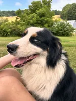Togo, a male Australian Shepherd for sale in Floyd, VA – 4 of 6