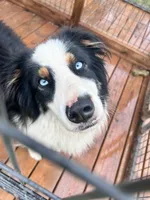 Togo, a male Australian Shepherd for sale in Floyd, VA – 3 of 6