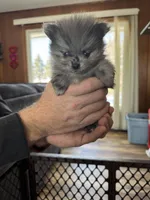 Vecna, a male Pomeranian for sale in Mankato, MN – Photo 1 of 2