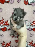 Vecna, a male Pomeranian for sale in Mankato, MN – Photo 2 of 2