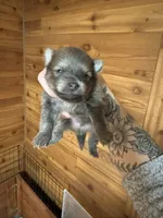 Dustin, a male Pomeranian for sale in Mankato, MN – Photo 3 of 5