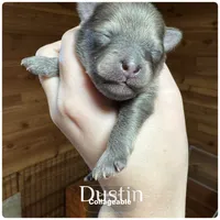 Dustin, a male Pomeranian for sale in Mankato, MN – Photo 4 of 5