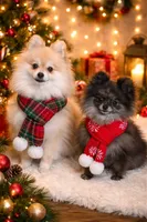 Dustin, a male Pomeranian for sale in Mankato, MN – Photo 5 of 5