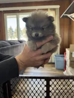 Dustin, a male Pomeranian for sale in Mankato, MN – Photo 1 of 5