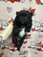 Max, a female Pomeranian for sale in Mankato, MN – Photo 3 of 6