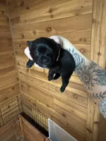 Max, a female Pomeranian for sale in Mankato, MN – Photo 4 of 6