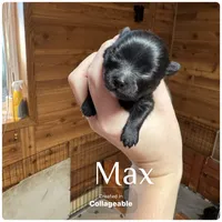 Max, a female Pomeranian for sale in Mankato, MN – Photo 5 of 6