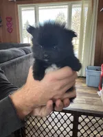 Max, a female Pomeranian for sale in Mankato, MN – Photo 1 of 6