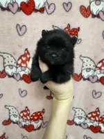 Max, a female Pomeranian for sale in Mankato, MN – Photo 2 of 6