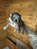 Eleven, a female Pomeranian for sale in Mankato, MN – Photo 1 of 3