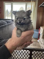 Robin, a female Pomeranian for sale in Mankato, MN – Photo 1 of 5