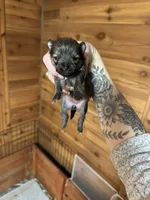 Robin, a female Pomeranian for sale in Mankato, MN – Photo 3 of 5