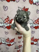 Robin, a female Pomeranian for sale in Mankato, MN – Photo 2 of 5