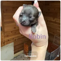 Stranger things litter, a female Pomeranian for sale in Mankato, MN – Photo 2 of 4