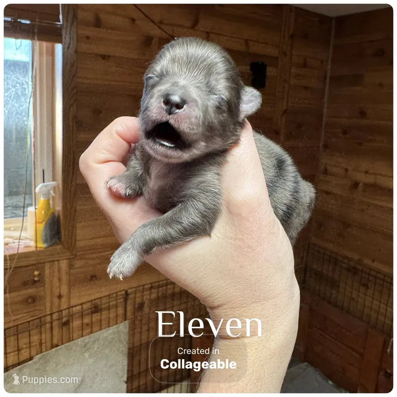 Stranger things litter