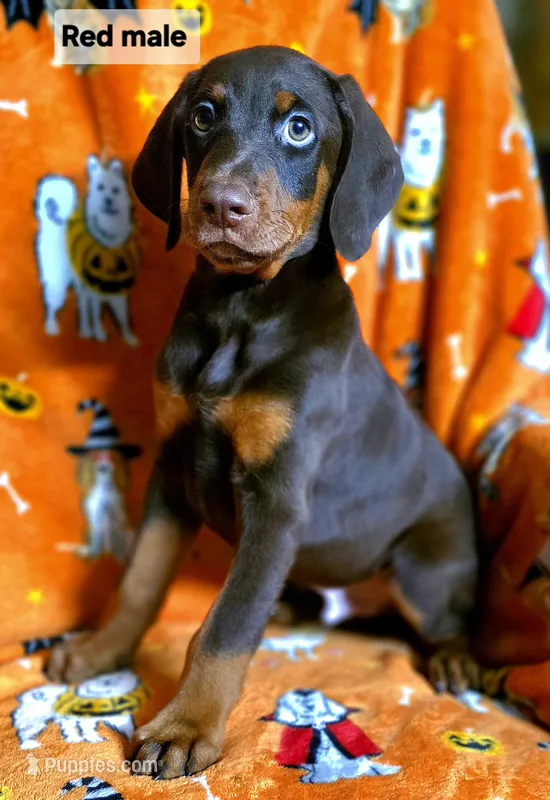 APOLLO  – Doberman Pinscher puppy for sale in Myakka City, FL