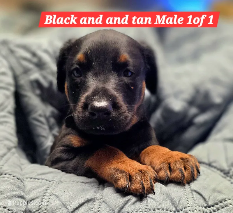Shtark – Doberman Pinscher puppy on hold in Myakka City, FL