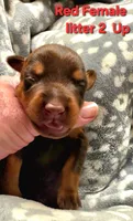 Luna, a female Doberman Pinscher for sale in Myakka City, FL – 1 of 1
