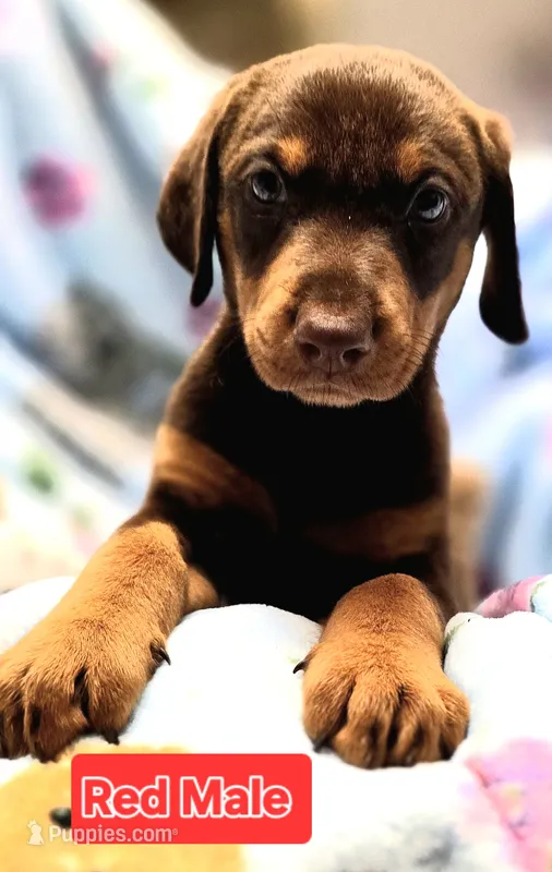 Phantom  – Doberman Pinscher puppy for sale in Myakka City, FL