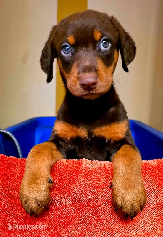 ATLO – Doberman Pinscher puppy on hold in Myakka City, FL