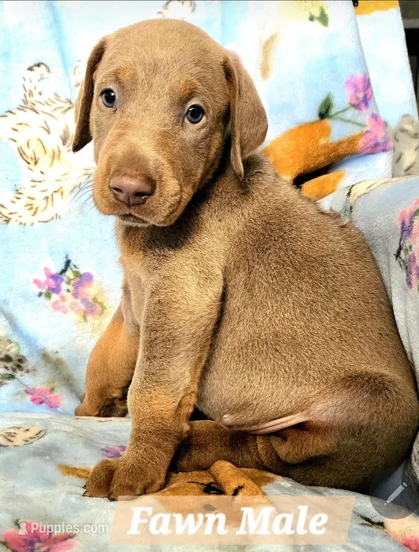KYLO – Doberman Pinscher puppy for sale in Myakka City, FL