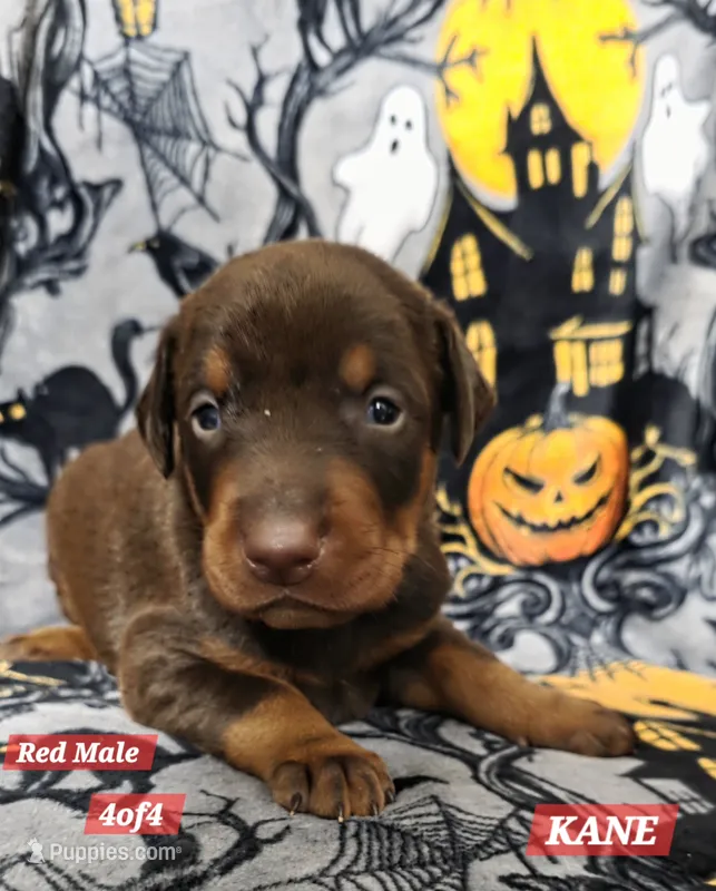 KANE – Doberman Pinscher puppy for sale in Myakka City, FL