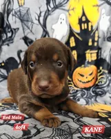 KANE, a male Doberman Pinscher for sale in Myakka City, FL – 1 of 1