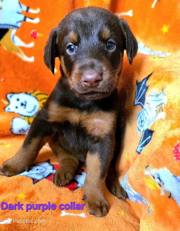 KERA – Doberman Pinscher puppy for sale in Myakka City, FL