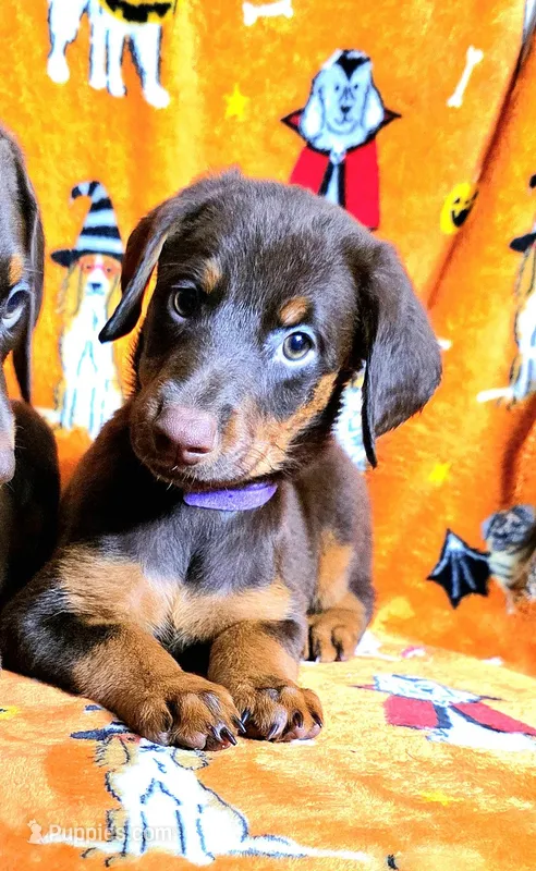 KERA – Doberman Pinscher puppy for sale in Myakka City, FL