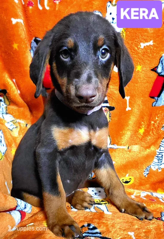 KERA – Doberman Pinscher puppy for sale in Myakka City, FL