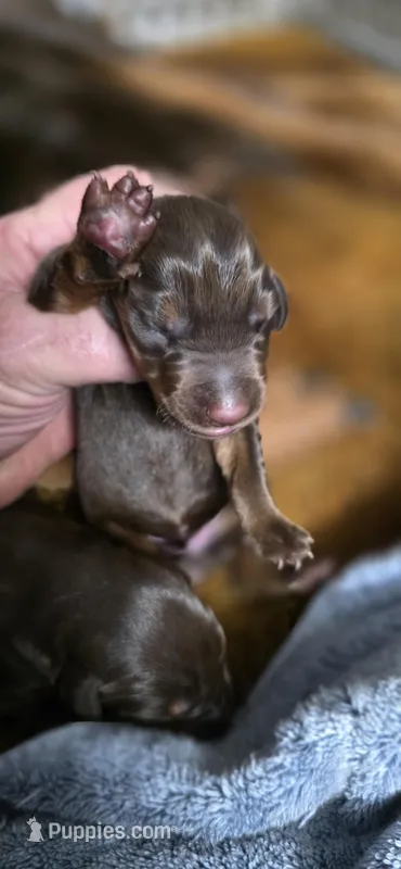 KERA, a female Doberman Pinscher for sale in Myakka City, FL – Photo 1 of 1