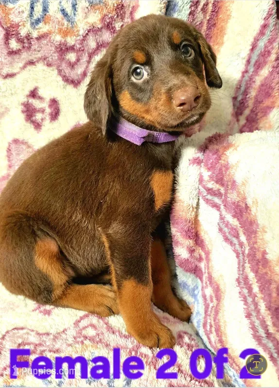 KERA – Doberman Pinscher puppy for sale in Myakka City, FL