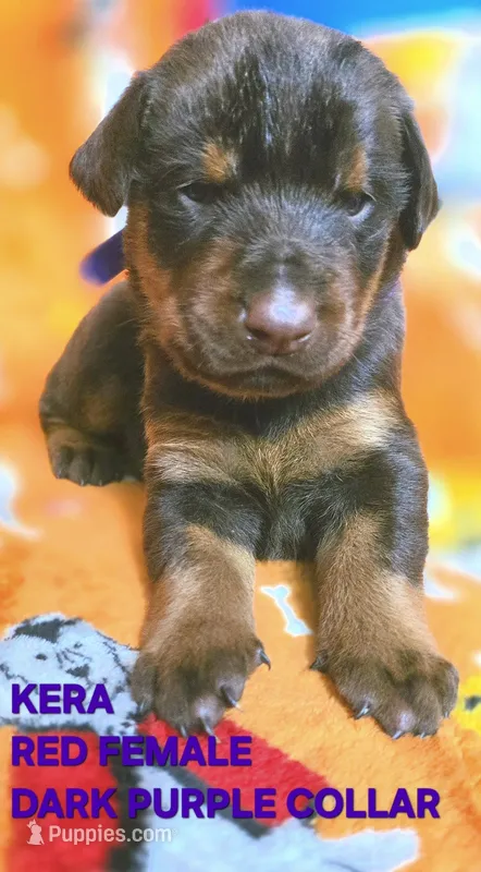 KERA – Doberman Pinscher puppy for sale in Myakka City, FL