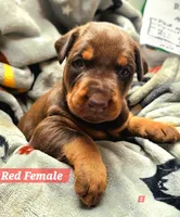CINNAMON , a female Doberman Pinscher for sale in Myakka City, FL – 1 of 1