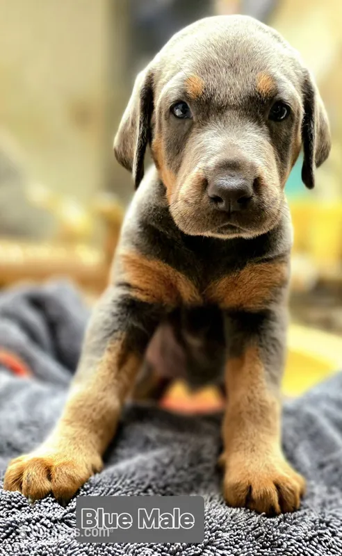 NIMBUS STEEL – Doberman Pinscher puppy for sale in Myakka City, FL