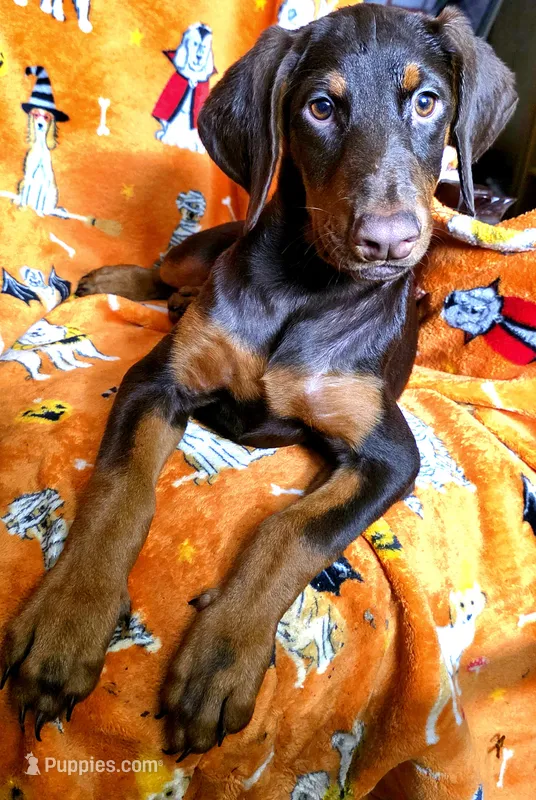 KERA – Doberman Pinscher puppy for sale in Myakka City, FL