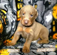 BARON , a male Doberman Pinscher for sale in Myakka City, FL – 1 of 1