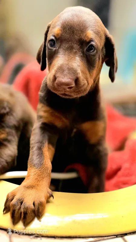 Phantom  – Doberman Pinscher puppy for sale in Myakka City, FL