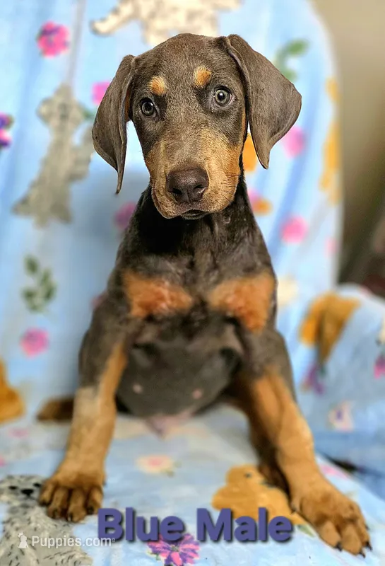NIMBUS STEEL – Doberman Pinscher puppy for sale in Myakka City, FL
