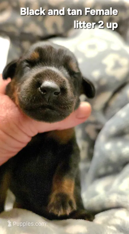 Zara – Doberman Pinscher puppy for sale in Myakka City, FL