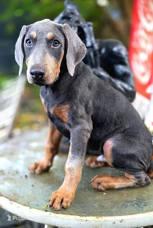 NIMBUS STEEL – Doberman Pinscher puppy for sale in Myakka City, FL