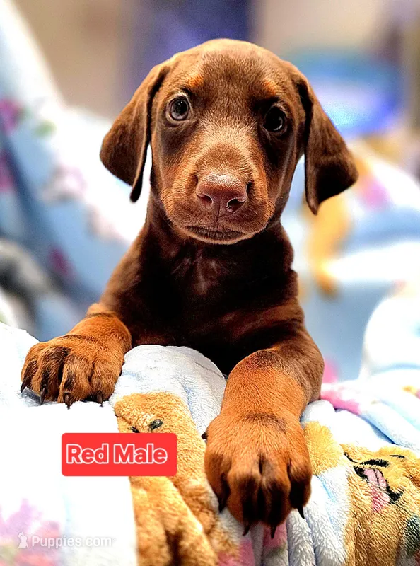 ATLO – Doberman Pinscher puppy for sale in Myakka City, FL