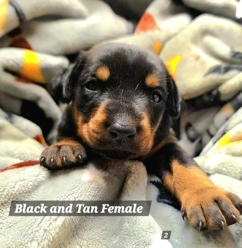 Stella – Doberman Pinscher puppy for sale in Myakka City, FL