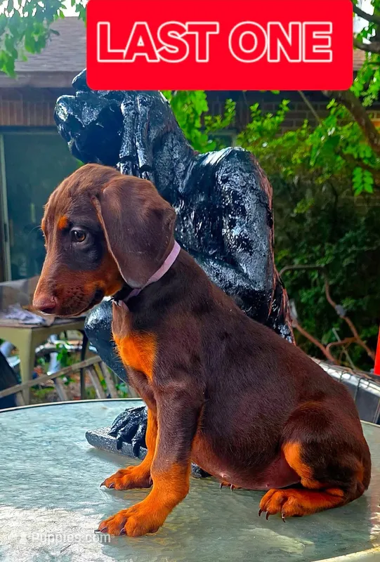 KERA – Doberman Pinscher puppy for sale in Myakka City, FL