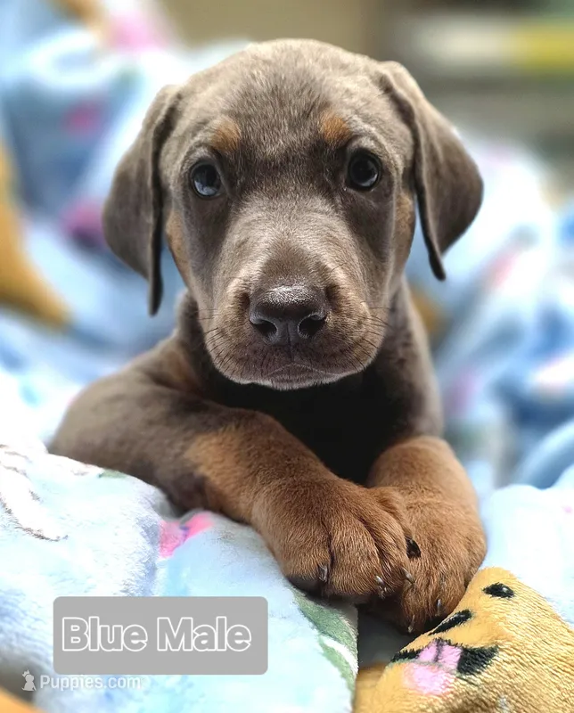 NIMBUS STEEL – Doberman Pinscher puppy for sale in Myakka City, FL