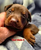 Zuko, a male Doberman Pinscher for sale in Myakka City, FL – 1 of 1