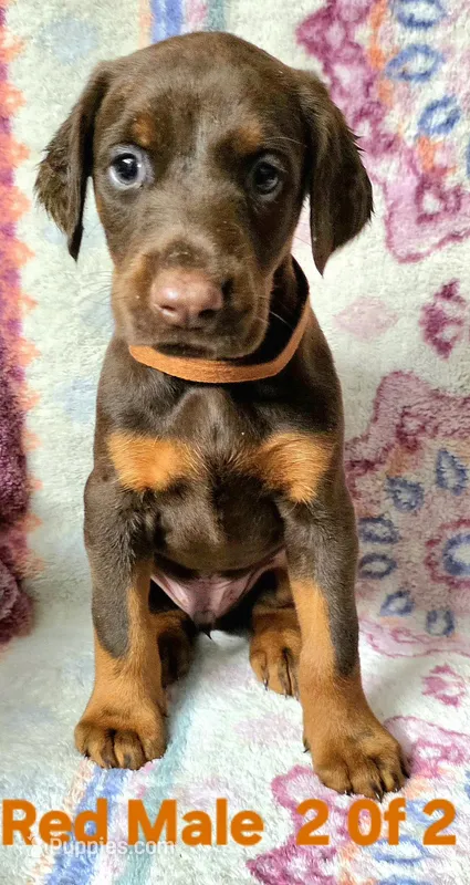 MAX – Doberman Pinscher puppy for sale in Myakka City, FL
