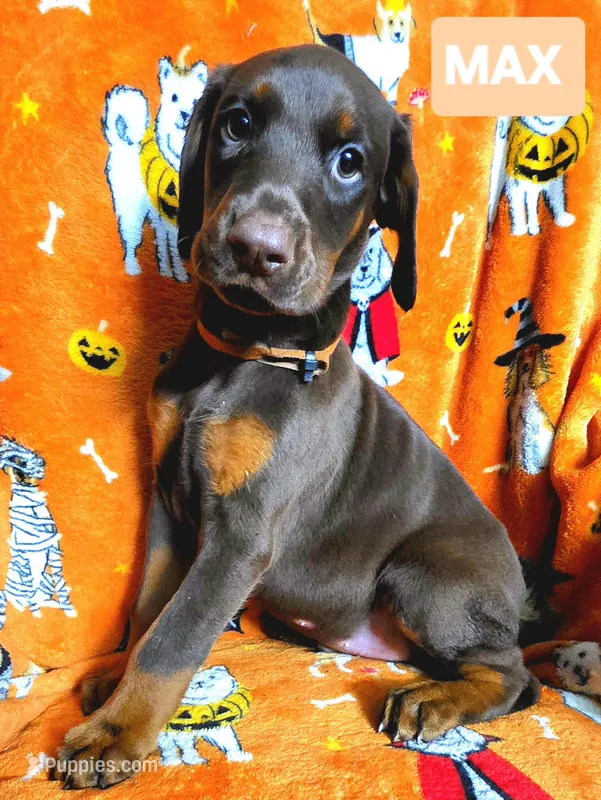 MAX – Doberman Pinscher puppy for sale in Myakka City, FL